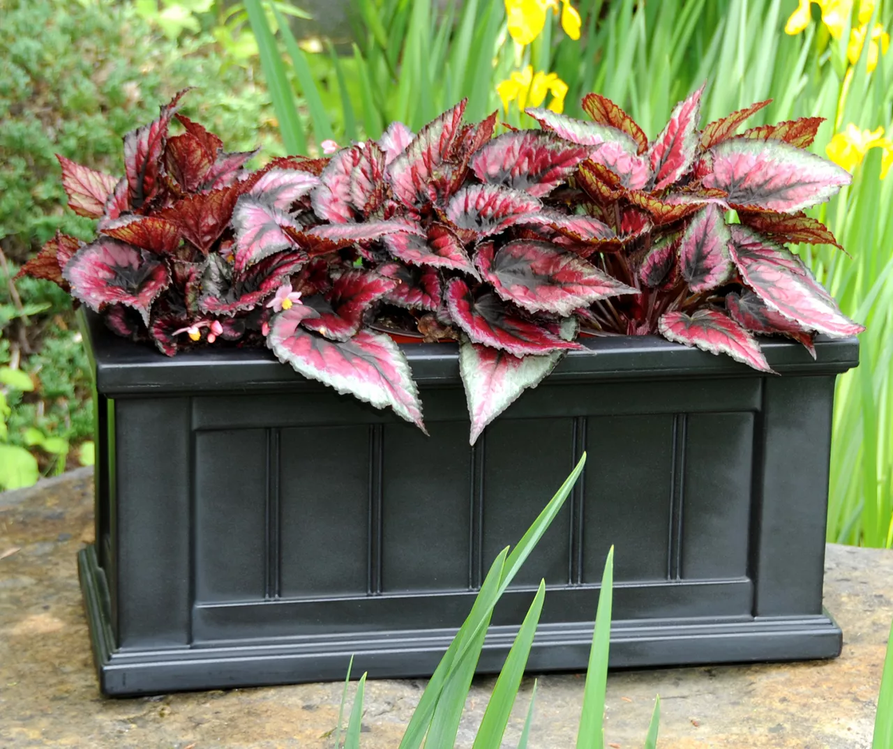 Mayne Inc. Cape Cod Rectangle Planter - Image 2