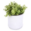 Boxwood Plant In White Cement Pot