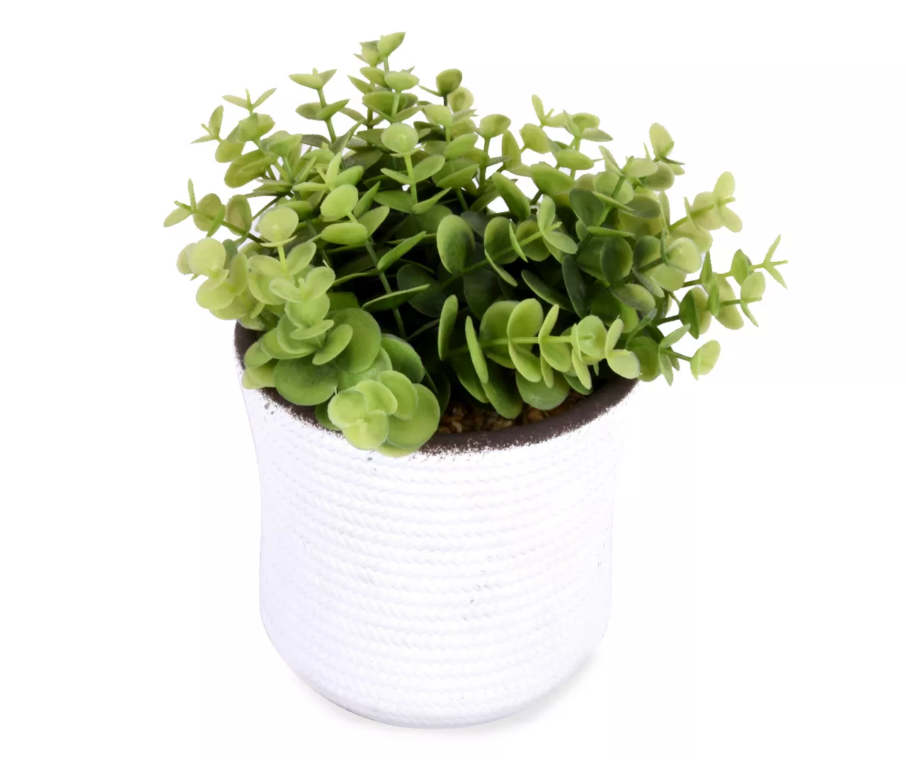 Boxwood Plant In White Cement Pot - Image 2