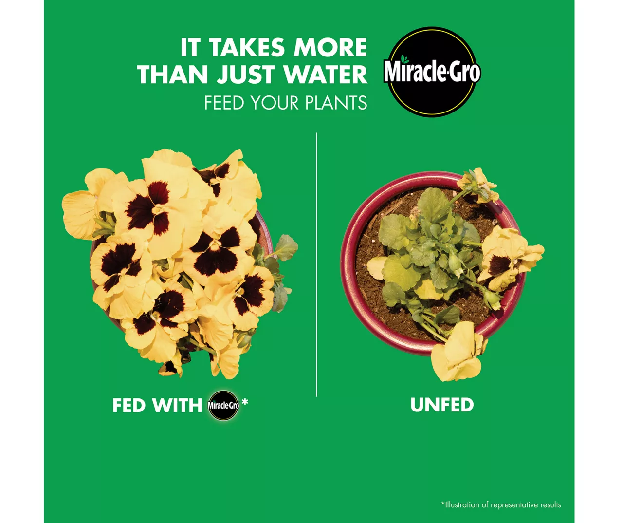 Water Soluble All Purpose Plant Food & Garden Feeder Bundle - Image 8