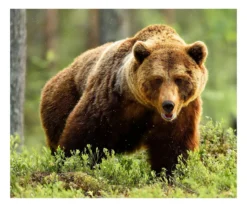 Raschel Brown & Green Grizzly Bear Throw, (50" X 60")